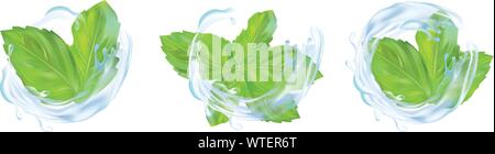 3d realistic mint leaves with splash water. Collection of fresh mint and splash water isolated on white background. Icons. Vector illustration Stock Vector