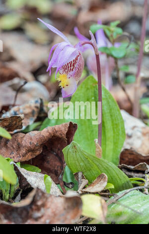 A wild Calypso orchid (Calypso bulbosa). These orchids are found in older boreal forest stands and are one of the first flowers to appear in spring. Stock Photo