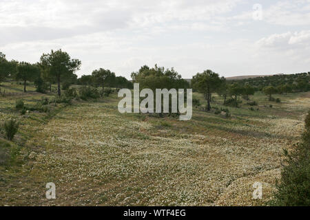 Stone pine Pinus pinea plantation in the Alentejo region Portugal Stock Photo