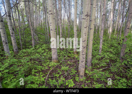 A dense stand of trembling aspen (Populus tremuloides) trees and associated ground shrubs. Stock Photo