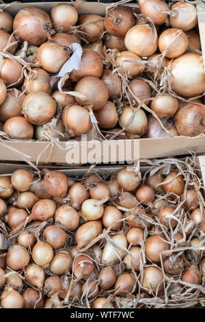 Fresh onions on crates at farmers market of Galicia, Spain Stock Photo