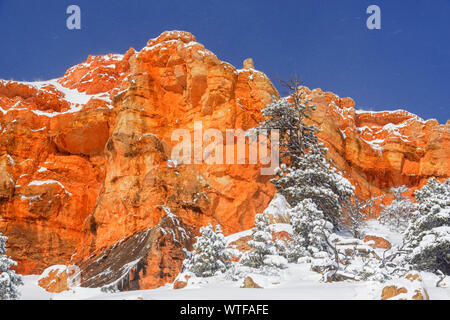 Fresh snow on the hoodoos and pines, Bryce Canyon National Park, Utah, USA Stock Photo