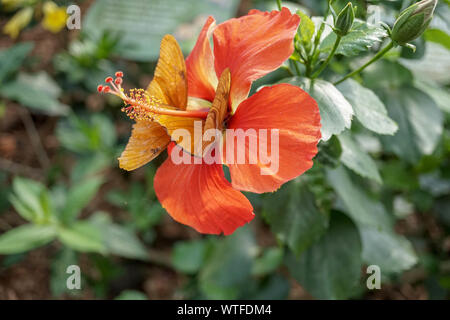Of Petals and Wings-Colorful Hibiscus flower with two yellow butterflies sucking nectar.Image taken during spring at the Bronx Zoo Butterfly Pavillion. Stock Photo