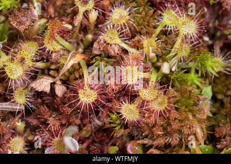 A macro image of the leafs of the round-leafed sundew (Drosera rotundifolia). This carnivorous plant derived nutrients from insects taht get caught on Stock Photo