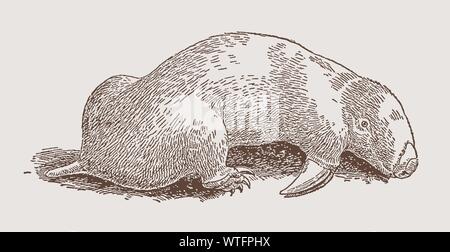 Marsupial mole (notoryctes) lying on the ground. Illustration after an engraving from the 19th century Stock Vector