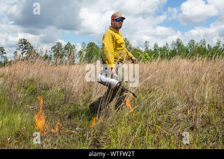 Prescribed burn to restore ecosystem health at the Old Florida mitigation bank in Pasco County, Florida, United States. Stock Photo
