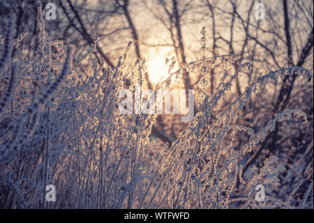 Dry grass against the setting sun in winter. Dry the umbrellas of frost-covered plants vertically. Shining cold in the winter forest. Christmas backgr Stock Photo
