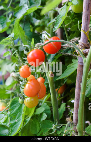 Tomatoes ripening on the vine plant, some green and some red, surrounded by leaves Stock Photo