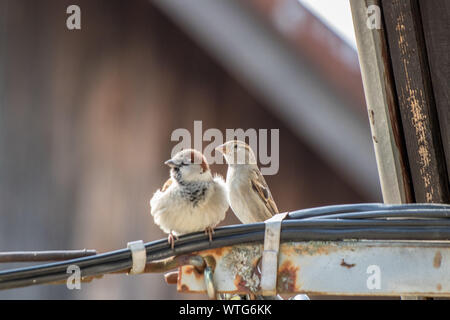 House sparrows standing on electric cable Stock Photo