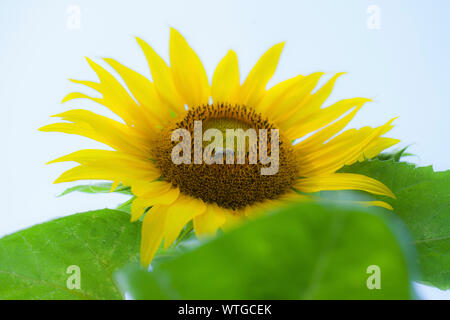 A bee on the head of a sunflower flower. Yellow sunflower flower with green leaves and white background. Stock Photo