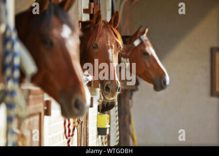 Three brown horses in the stable. Stock Photo