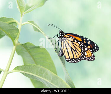 Monarch butterfly (danaus plexippus) female laying eggs on a milkweed plant Stock Photo
