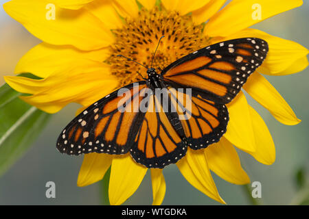 Monarch butterfly (Danaus plexippus) female feeding on a bright yellow sunflower Stock Photo