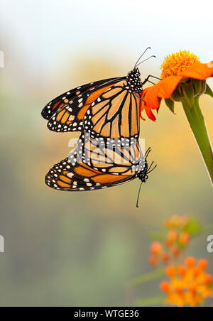Pair (2) of monarch butterflies (Danaus plexippus) mating Stock Photo