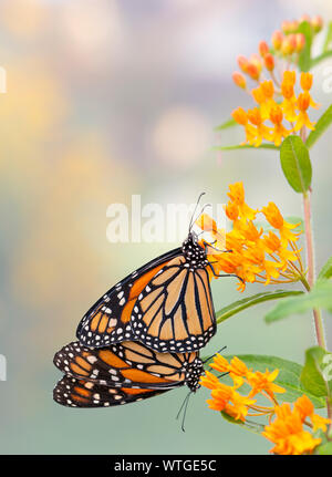 Pair (2) of monarch butterflies (Danaus plexippus) mating, while the male butterfly feeds on the nectar of a milkweed flower (asclepias tuberosa) Stock Photo
