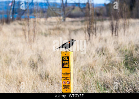 HAMILTON, CANADA - MAY 11, 2014: A red-winged blackbird stands on a post marking an underground oil pipeline that runs along western Lake Ontario. Stock Photo