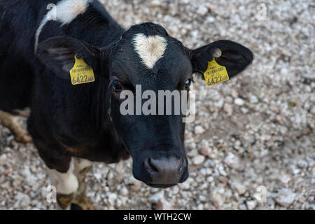 black Cow with with heat shaped white patch looking at the camera in tyrol alm Austria on the mountains milk cheese advertisement Stock Photo