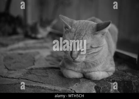 cat sleeps on the stone floor outdoor, black and white photo. Stock Photo