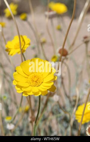Commonly as Wooly Desert Marigold, botanically as Baileya Pleniradiata, this Southern Mojave Desert native plant blooms in the margins of 29 Palms. Stock Photo
