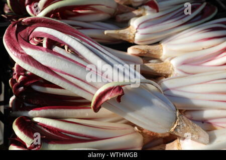 ripe red chicory called Radicchio Tardivo in Italian language for sale at vegetable market in winter Stock Photo