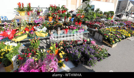 stall with lots of colorful flowers on the street in spring for sale Stock Photo