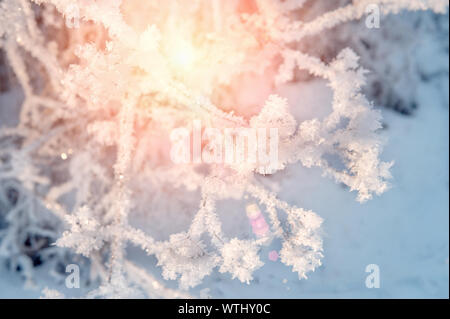 Dry grass against the blue sky in winter. Dry the umbrellas of plants covered with frost, upright. Shining cold in the winter woods. Christmas backgro Stock Photo