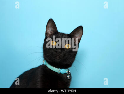 Portrait of an adorable black tabby cat with golden yellow eyes looking at viewer with curious expression. Wearing collar with bell to warn birds. Blu Stock Photo