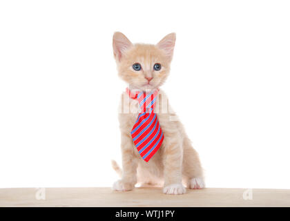 Adorable orange buff and white tabby kitten sitting on a light wood floor wearing a blue and red striped tie, looking curiously to viewers right. Comi Stock Photo