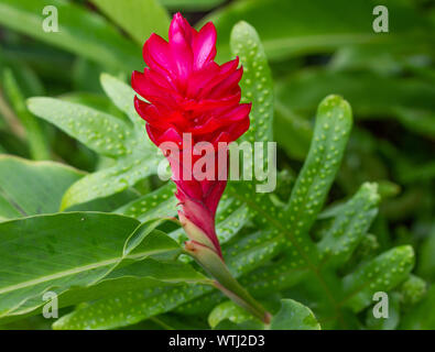 Hawaiian red ginger plant surrounded by green leaves. Stock Photo