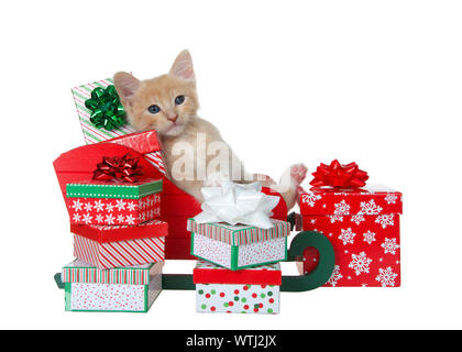 Adorable orange buff tabby kitten laying back in a sleigh full of colorful christmas presents isolated on white. Fun animal antics. Stock Photo
