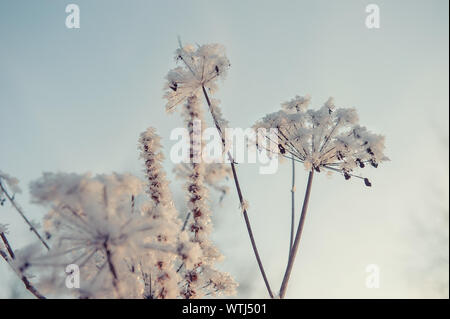 Dry grass against the blue sky in winter. Dry the umbrellas of plants covered with frost, upright. Shining cold in the winter woods. Christmas backgro Stock Photo