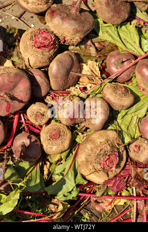 harvest of red beets lies on cut foliage Stock Photo - Alamy