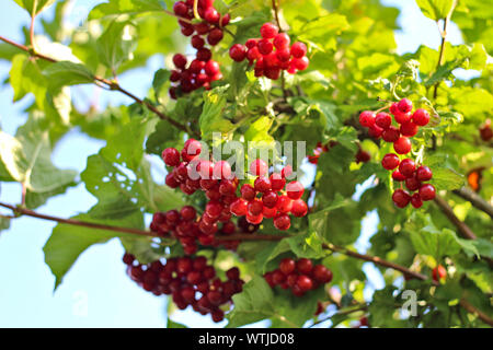 Harvest of viburnum on a bush Stock Photo