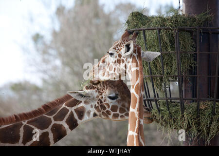 Montgomery Zoo, Montgomery, Alabama Stock Photo