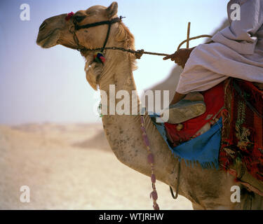 Man on a camel in the desert Stock Photo