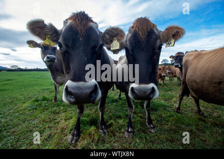 Picture by Tim Cuff - 13 June 2019 - Dairy Farmer magazine: Golden Bay family Wayne and Tyler Langford, Takaka Stock Photo