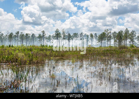 Smoke rising through the pine forest at a prescribed burn in the Old Florida mitigation bank in Pasco County, Florida, United States. Stock Photo