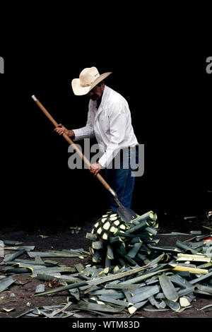 worker cutting hearts off blue agave hearts in Tequila, Mexico Stock Photo