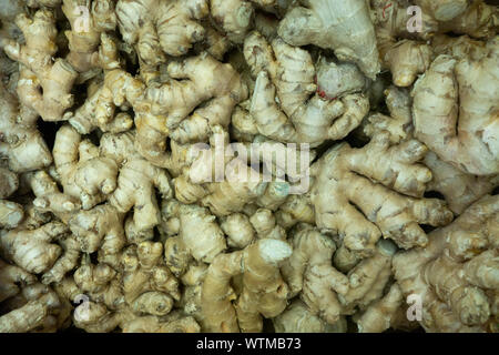 Pile of fresh raw ginger roots closely stacked together for sale at a market or grocery store Stock Photo