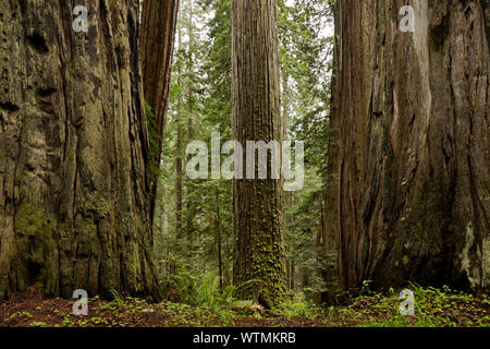 CA03536-00...CALIFORNIA - Redwood forest from Cal Barrel Road in Prairie Creek Redwoods State Park, part of the Redwoods National and State Parks. Stock Photo