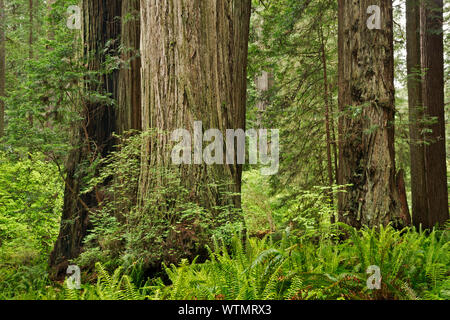 CA03541-00...CALIFORNIA - Redwood forest along the Prairie Creek Trail in Prairie Creek Redwoods State Park; part of the Redwoods National and State P Stock Photo