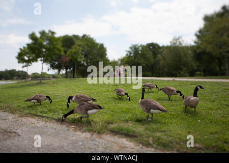 A tilt shift view of geese on the National Mall in Washington, DC. Stock Photo