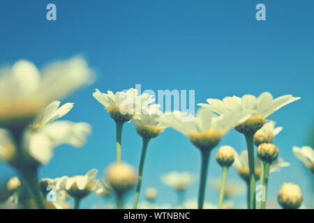 beautiful white daisies on a meadow Stock Photo