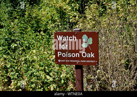 Watch out for Poison Hemlock in Ferndale | City of Ferndale