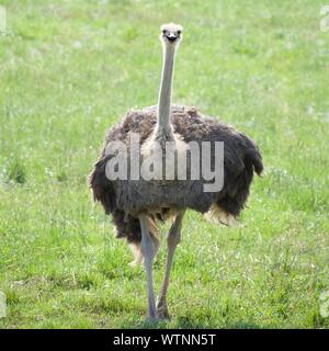 Ostrich walking down hill. Looking at camera with grass background. Struthio camelus is a large, flightless bird that can reach speeds over 45 miles p Stock Photo