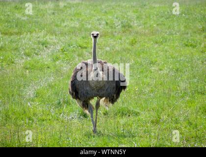 Ostrich walking down hill. Looking at camera with grass background. Struthio camelus is a large, flightless bird that can reach speeds over 45 miles p Stock Photo