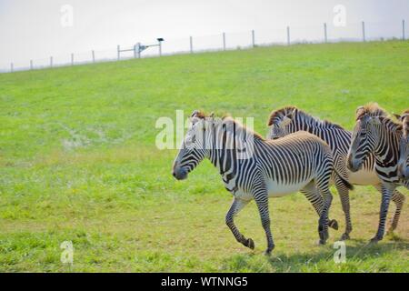 Herd of Grevy's Zebra at The Wild's in Cumberland. Equus grevyl is the largest zebra species. Endangered, there are less than 3000 in the wild. Stripp Stock Photo