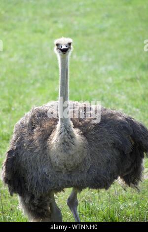 Ostrich walking down hill. Looking at camera with grass background. Struthio camelus is a large, flightless bird that can reach speeds over 45 miles p Stock Photo