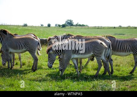 Herd of Grevy's Zebra at The Wild's in Cumberland. Equus grevyl is the largest zebra species. Endangered, there are less than 3000 in the wild. Stripp Stock Photo