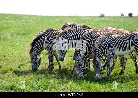 Herd of Grevy's Zebra at The Wild's in Cumberland. Equus grevyl is the largest zebra species. Endangered, there are less than 3000 in the wild. Stripp Stock Photo